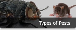 Types of Pests
